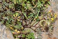 Hippocrepis ciliata