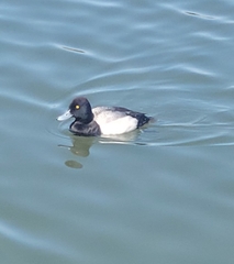 Aythya affinis