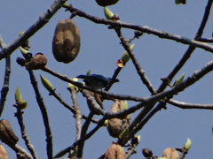 Stilpnia nigrocincta
