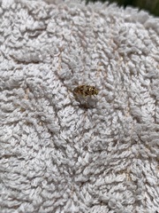 Tropidosteptes quercicola
