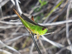 Staurorhectus longicornis