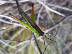 Staurorhectus longicornis