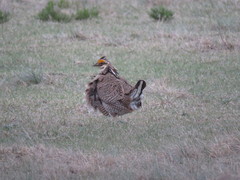 Tympanuchus pallidicinctus