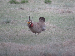 Tympanuchus pallidicinctus