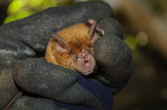 Rhinolophus clivosus