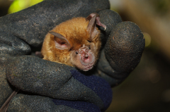 Rhinolophus clivosus