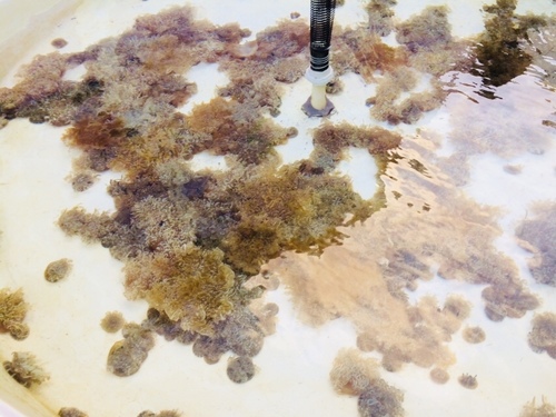 Cassiopea andromeda