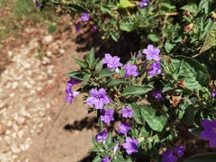 Ruellia paniculata