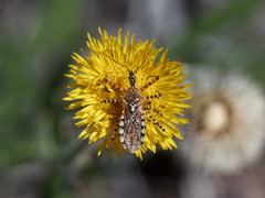 Cosmoclopius nigroannulatus