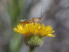 Cosmoclopius nigroannulatus