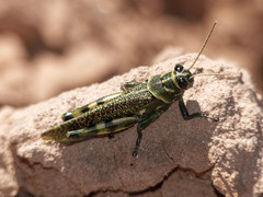 Diponthus argentinus