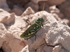 Diponthus argentinus