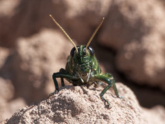 Diponthus argentinus