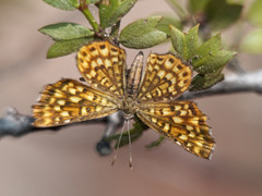 Sertania guttata