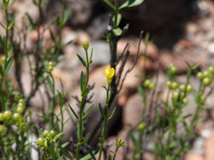 Menodora decemfida