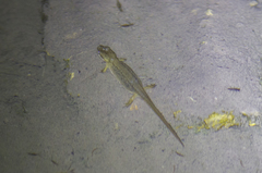 Lissotriton lantzi
