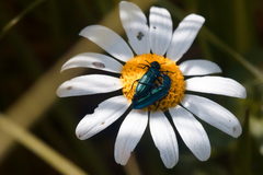 Psilothrix viridicoerulea