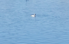 Bucephala albeola