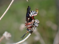 Triepeolus rufithorax