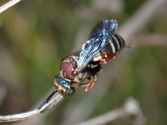 Triepeolus rufithorax