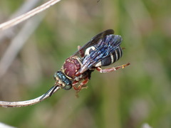 Triepeolus rufithorax