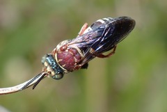 Triepeolus rufithorax