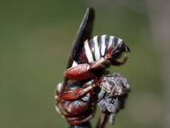 Triepeolus rufithorax