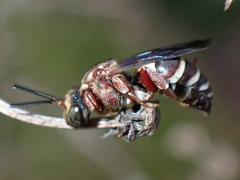 Triepeolus rufithorax