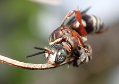 Triepeolus rufithorax