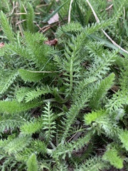 Achillea millefolium