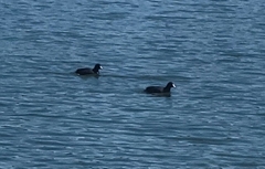 Fulica americana