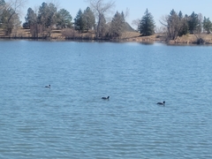 Fulica americana