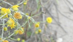 Philanthus coarctatus