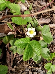 Fragaria vesca
