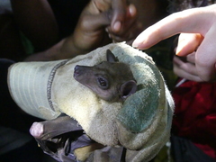 Rousettus aegyptiacus