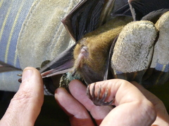 Rousettus aegyptiacus