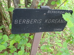 Berberis koreana