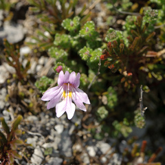 Euphrasia tarokoana