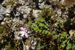Euphrasia tarokoana