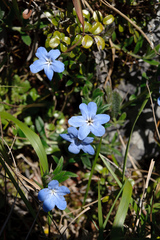 Aegonychon zollingeri