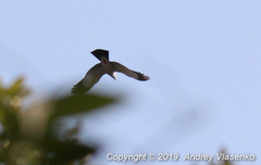 Leptosomus discolor discolor