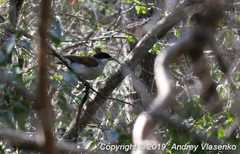 Schetba rufa occidentalis