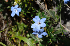 Aegonychon zollingeri
