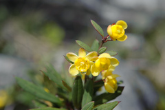 Berberis tarokoensis
