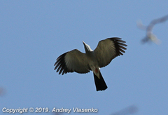 Leptosomus discolor discolor