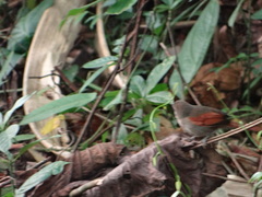 Synallaxis gujanensis