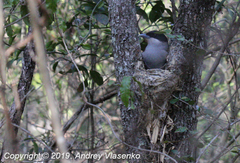 Schetba rufa occidentalis