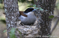 Schetba rufa occidentalis