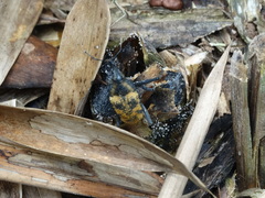 Rhinastus latisternus