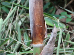 Rhinastus latisternus